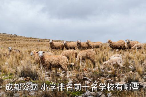 红星国际 天涯石小学