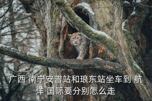 广西 南宁安吉站和琅东站坐车到 航洋 国际要分别怎么走