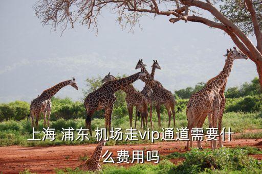 浦东机场国际航班贵宾休息室,吉祥航空浦东机场贵宾休息室