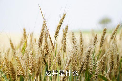  龙井是什么