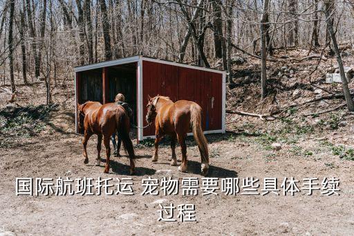 国际航班托运 宠物需要哪些具体手续过程