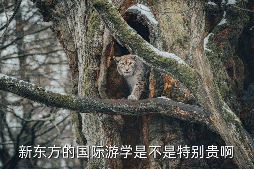 新东方国际游学价格，新东方国际游学费用与沃亚游学美国游学费用对比