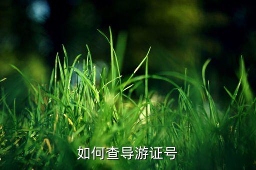 如何查导游证号