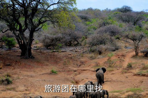 旅游团在哪里找