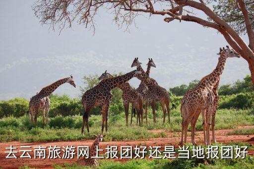 去云南旅游网上报团好还是当地报团好