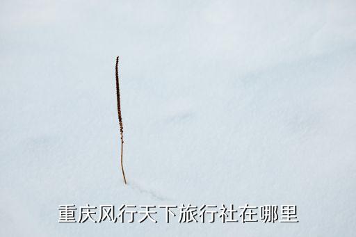 重庆风行天下旅行社在哪里