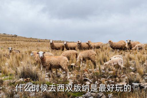 什么时候去西双版纳是最好玩的