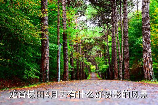 龙脊梯田4月去有什么好摄影的风景