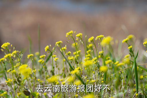 去云南旅游报团好不