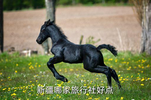 新疆哪家旅行社好点