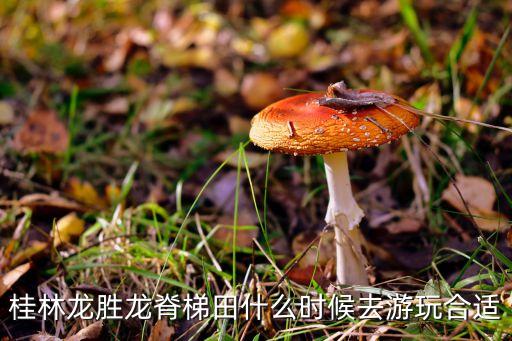 桂林龙胜龙脊梯田什么时候去游玩合适