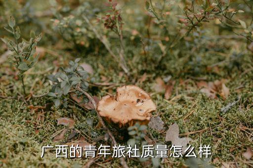 广西青年旅舍，广西的青年旅社质量怎么样