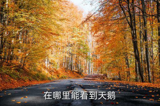 中国 天鹅，天鹅是不是我国特有的珍稀动物