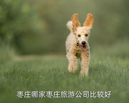 枣庄旅游团查询电话，枣庄哪家枣庄旅游公司比较好