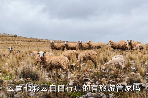 云南七彩云自由行真的有旅游管家吗