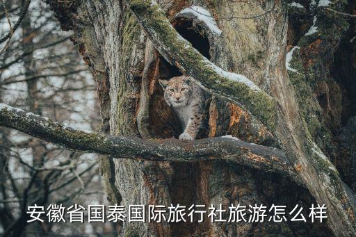 安徽省国泰国际旅行社旅游怎么样