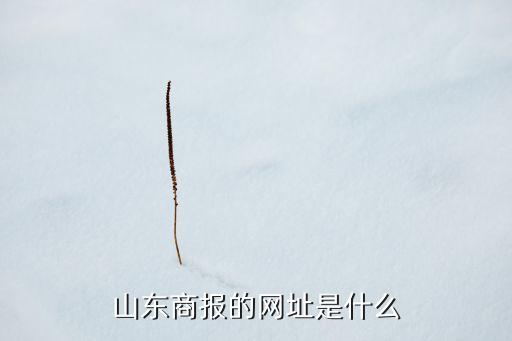 山东商报的网址是什么