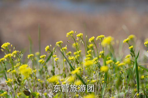 东营旅游团