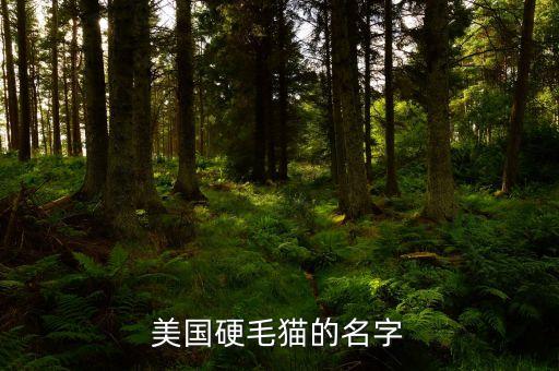 美国硬毛猫的名字