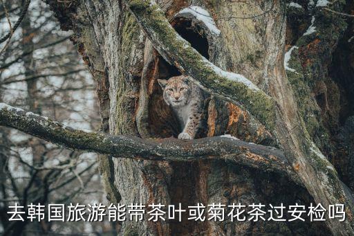 去韩国旅游能带茶叶或菊花茶过安检吗