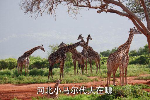 河北小马尔代夫在哪