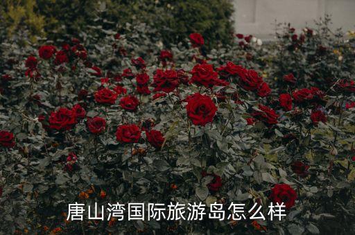 唐山湾国际旅游岛怎么样