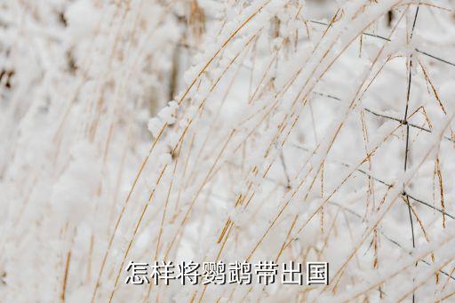 怎样将鹦鹉带出国