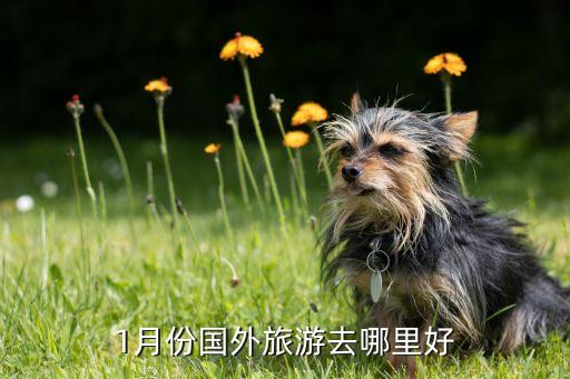 1月份国外旅游去哪里好