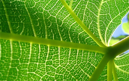 终身不充值钱的聊天免费软件，现在好玩又不用充值的社交聊天软件有哪些